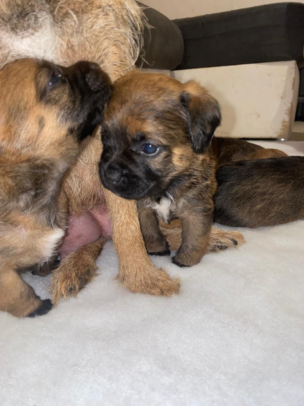 Chiot Border Terrier Lutra Bellatoria