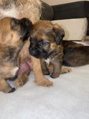 Chiot N°5